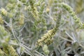 Ironwort Sideritis syriaca, mountain tea with yellow flowers Royalty Free Stock Photo